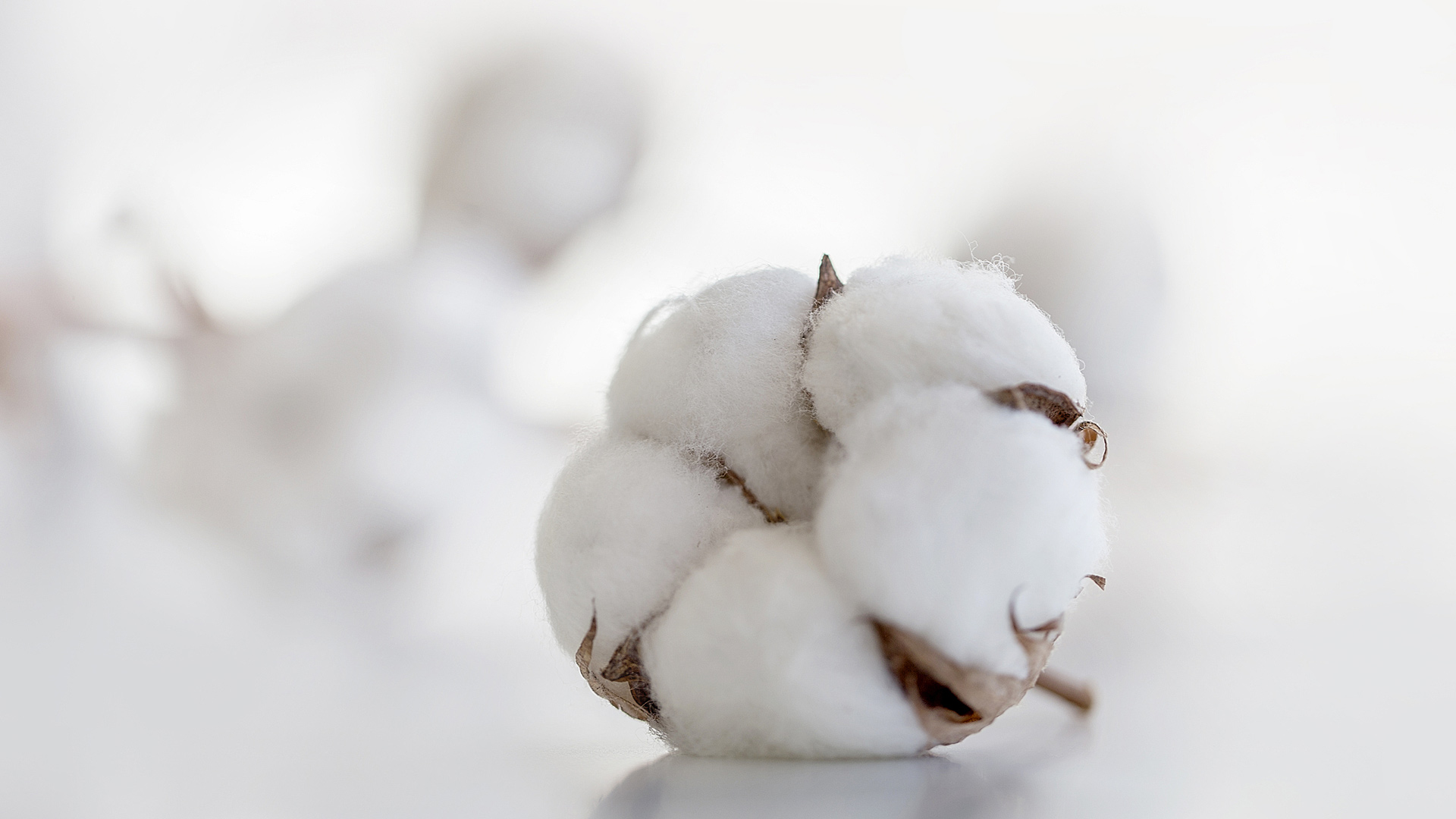 В Таджикистане планируют собрать 430 тысяч тонн хлопка - CGTN на русском