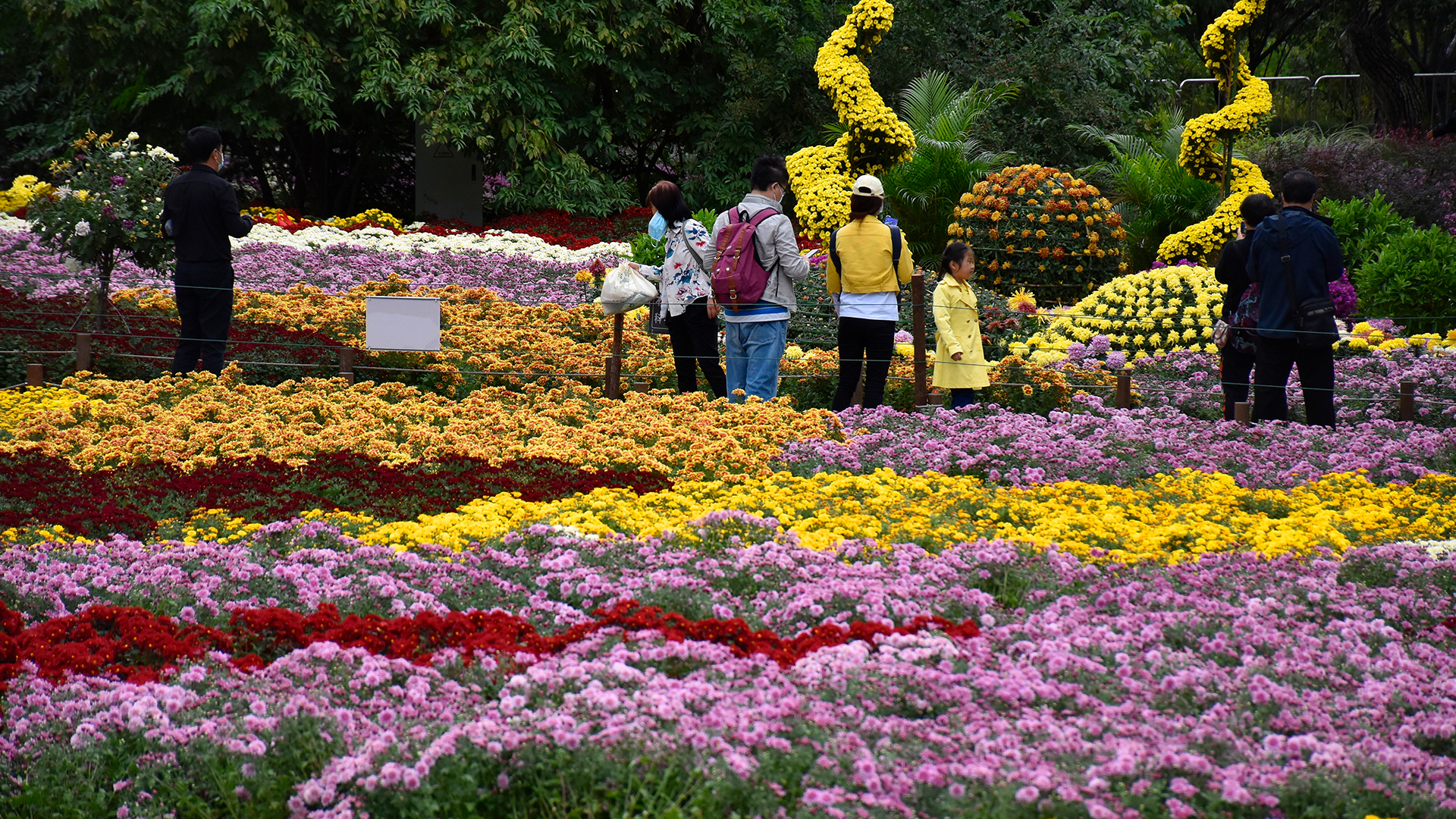 Ботанический сад в Томске хризантемы
