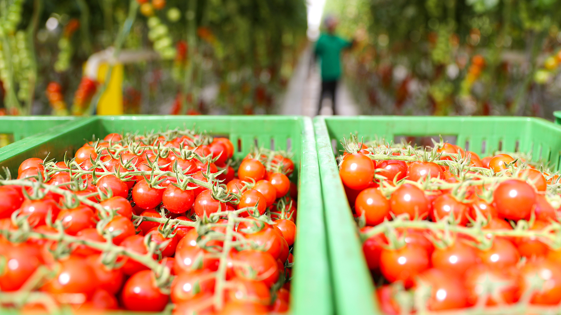 "Умное" сельское хозяйство - CGTN на русском