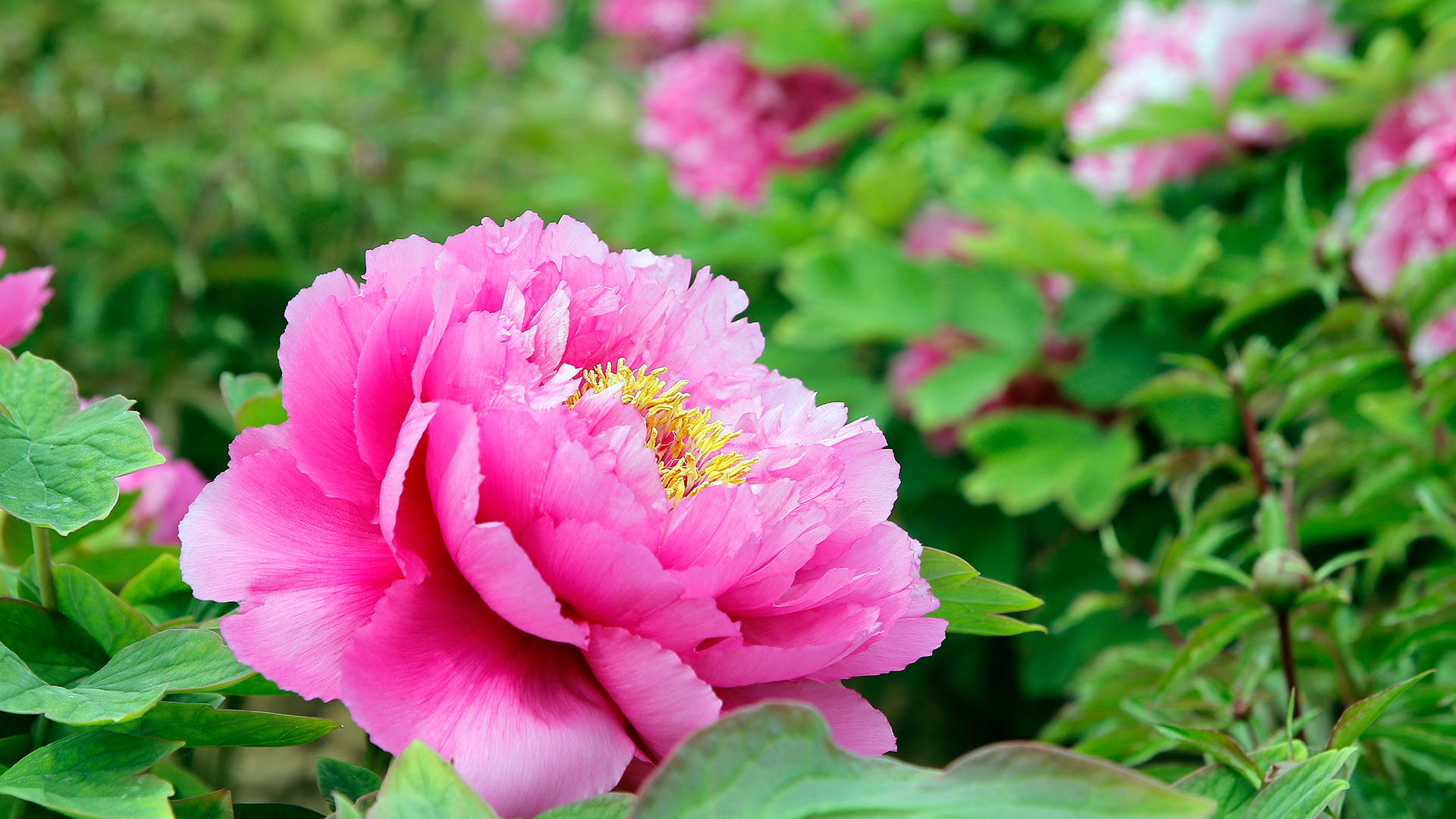 Культурный код пионовой столицы Китая - CGTN на русском